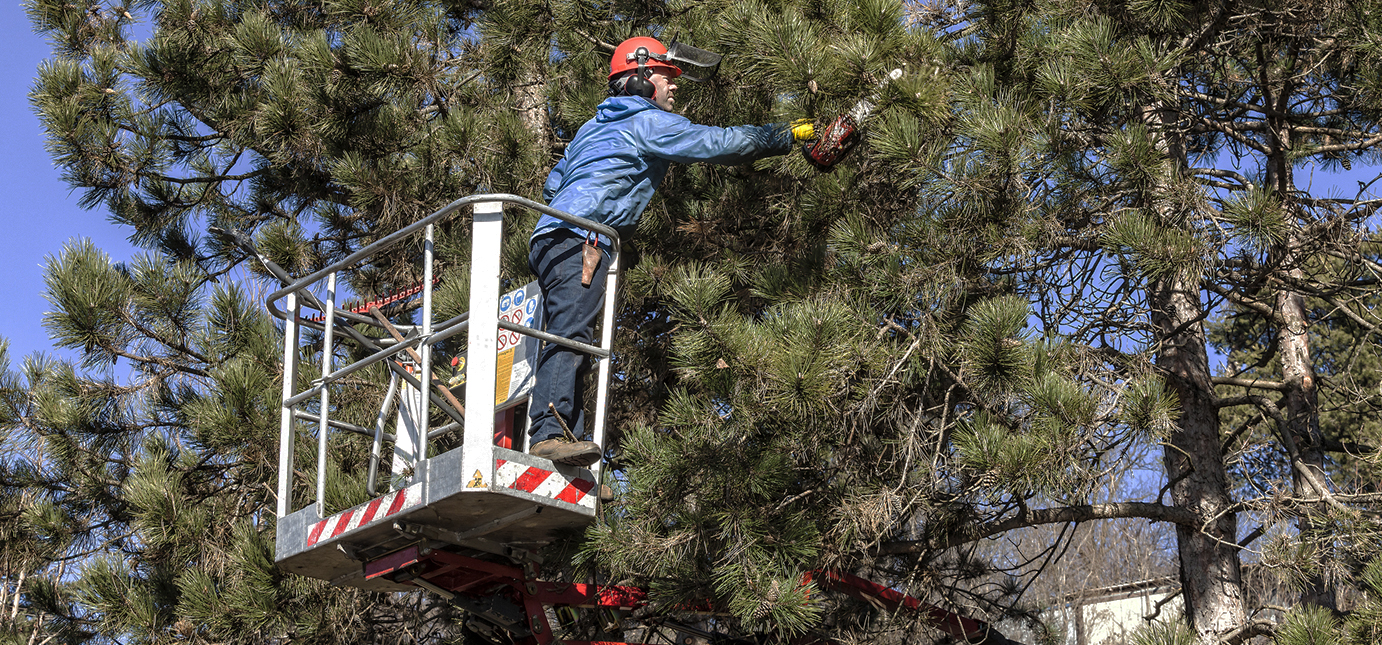 images/SOUTH_JERSEY_TREE_PRUNING_SERVICES.jpg